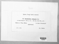 Synchytrium collapsum image